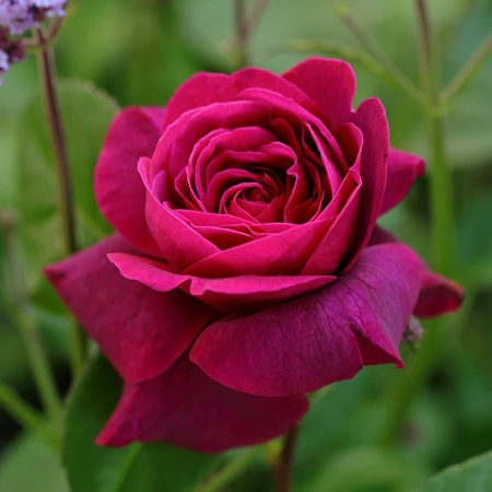 Rosa Viannes Chocolat FL 4.5L