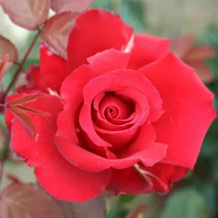 My Valentine HT OCC 4.5L