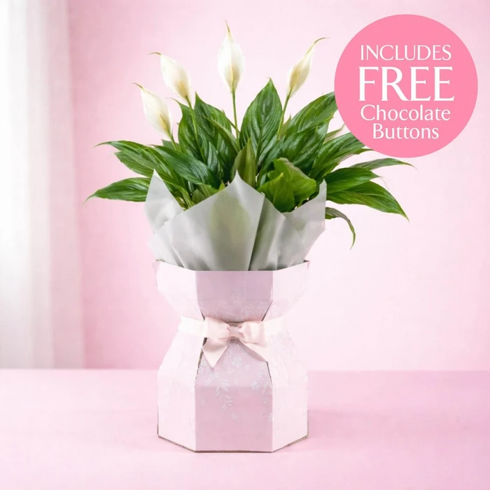 Spathiphyllum Gift Box with Chocolates 12cm