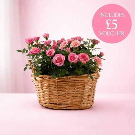 Rose Basket with Voucher 26cm