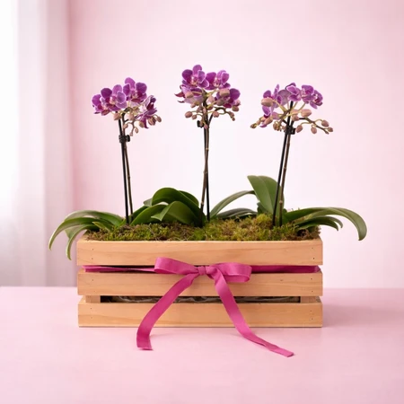 Phalaenopsis Trio Windowsill Crate 9cm