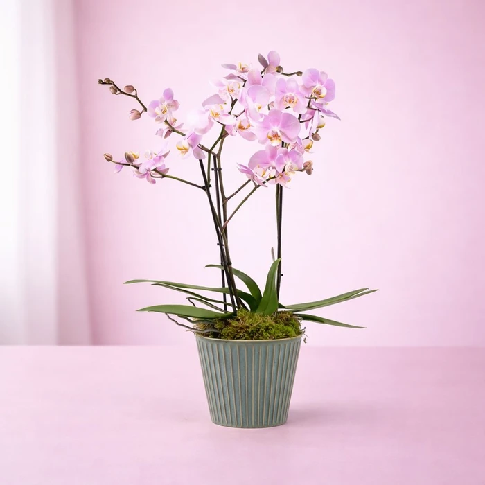 Phalaenopsis in Hampshire Ceramic 17cm