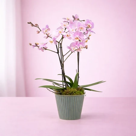 Phalaenopsis in Hampshire Ceramic 17cm