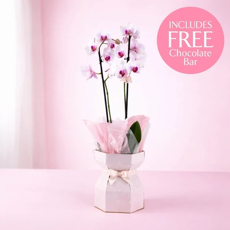 Phalaenopsis Gift Box + Chocolates 12cm