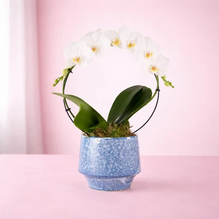 Phalaenopsis Hoop Artisan Ceramic 12cm