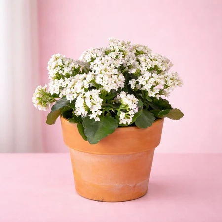 Patio Kalanchoe 23cm