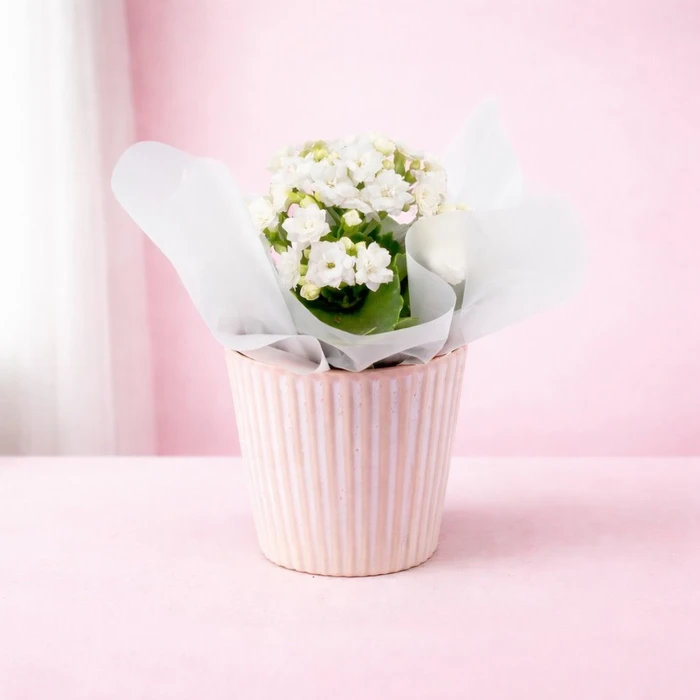 Kalanchoe in Hampshire Ceramic 9cm