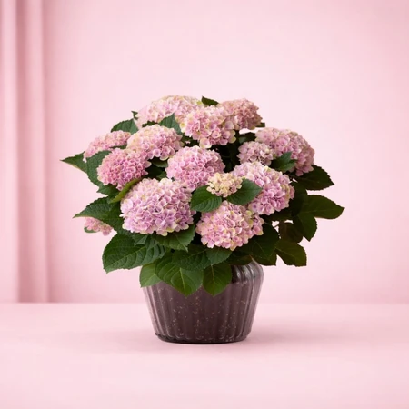 Hydrangea in Ribbed Glass 14cm