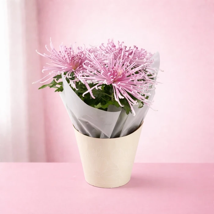 Chrysanthemum Gift Cone 14cm