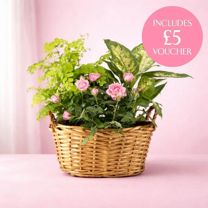 Mothers Day Gift Basket M