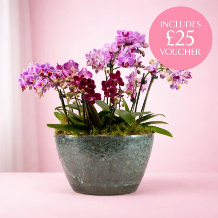 Phalaenopsis Artisan Bowl 3cm