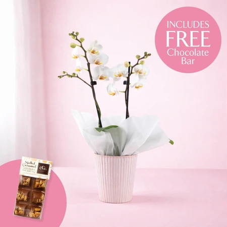 Phalaenopsis Ceramic with Chocolates 9cm
