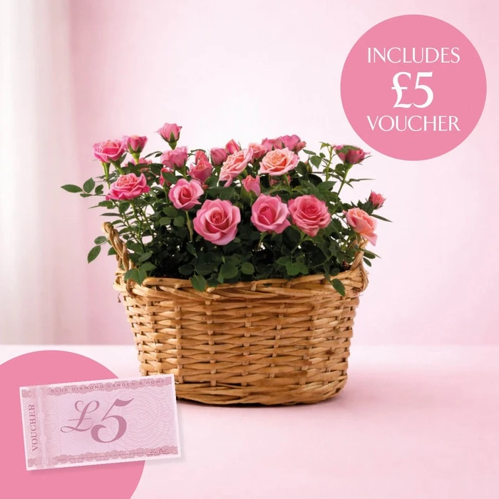Rose Basket with Voucher 26cm