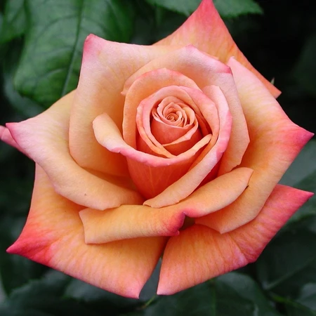 Remember Me HT OCC 5L