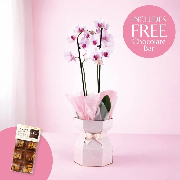 Phalaenopsis Gift Box + Chocolates 12cm