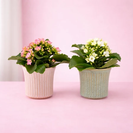 Flowering Plant in Hampshire Ceramic 6cm