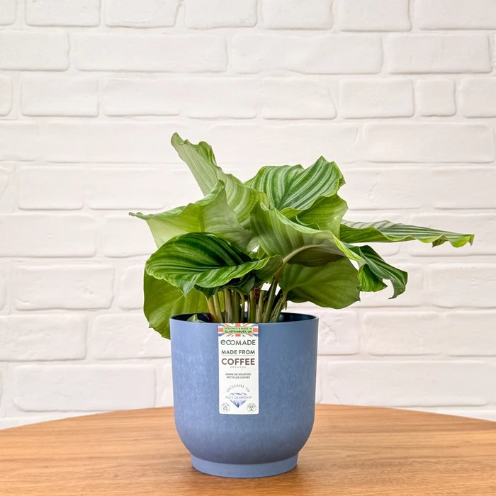 Ecomade Light Blue Coffee 14cm - image 2