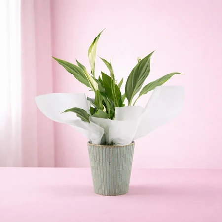 Spathiphyllum in Hampshire Ceramic 9cm