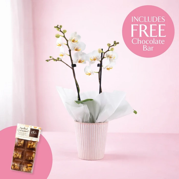 Phalaenopsis Ceramic with Chocolates 9cm