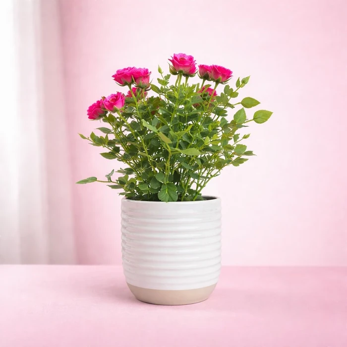 Rose in Oxford Ceramic 10.5cm