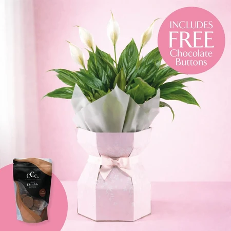 Spathiphyllum Gift Box with Chocolates 12cm
