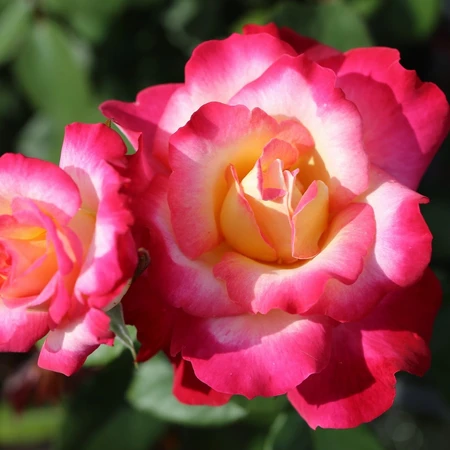 You're My Everything FL 4.5L ROTY 2025