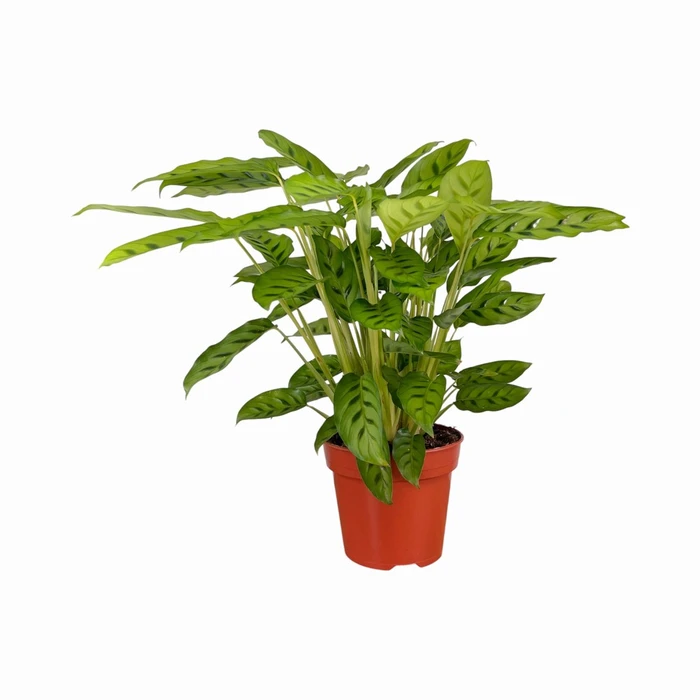 Calathea Leopardiana 17cm