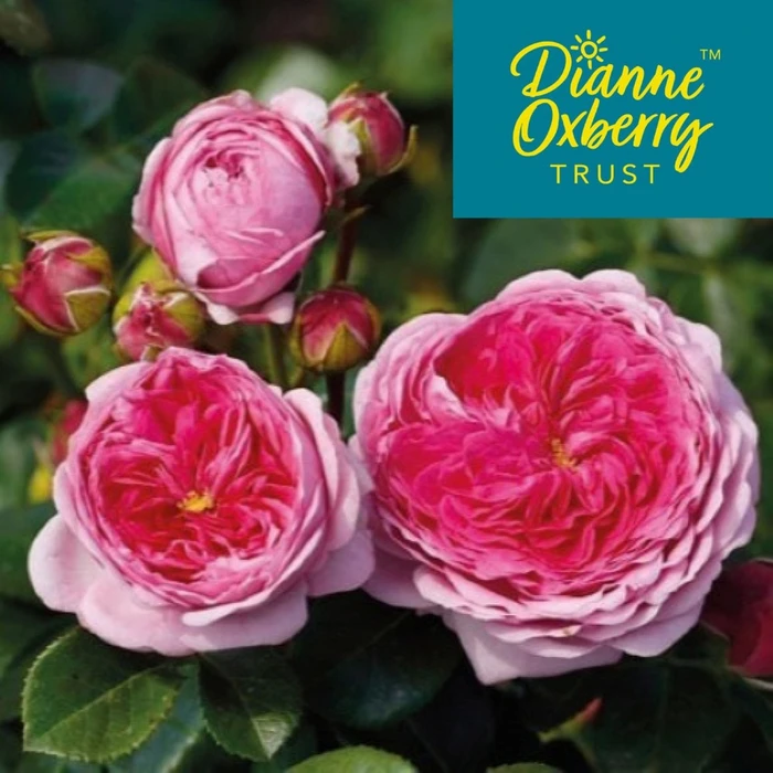 Florida Sunset FL 4.5L