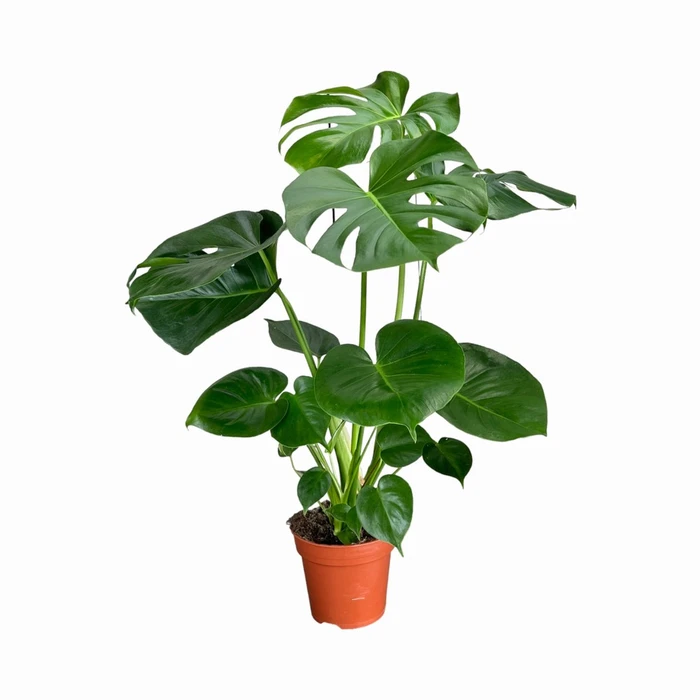 Monstera Deliciosa UK 17cm