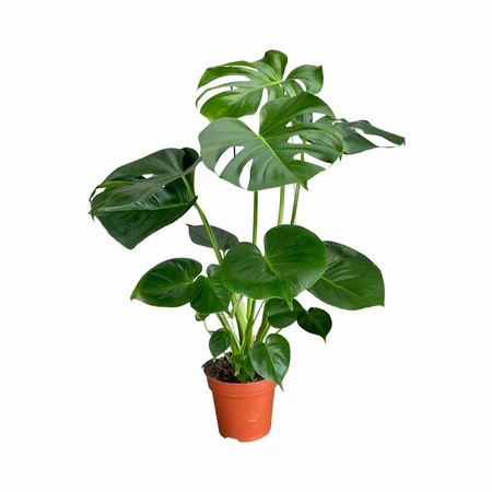 Monstera Deliciosa UK 17cm
