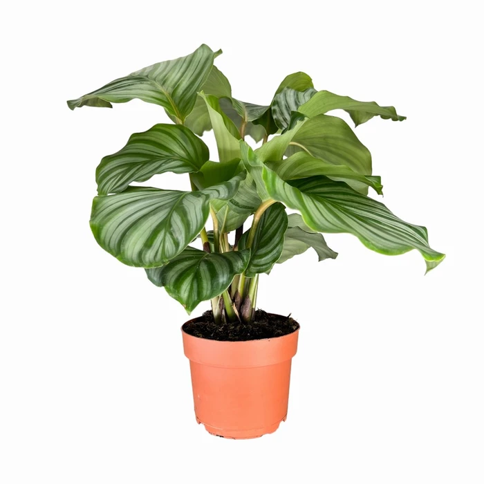 Calathea Orbifolia UK 12cm