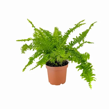 Nephrolepsis Green Lady 12cm
