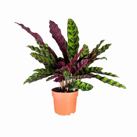 Calathea Lancifolia UK 12cm