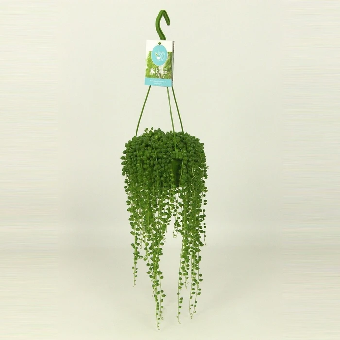 Senecio Rowleyanus 14cm - image 1