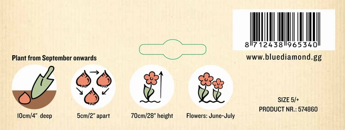 Allium Hair NE - image 3