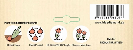 Iris Dutch Mixed PBR - image 3