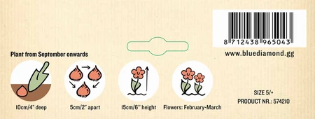 Crocus Species Mixed PBR - image 3