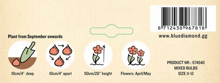 Tulip Plum Pudding CR - image 3