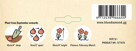 Crocus Species Ruby Giant GF - image 3