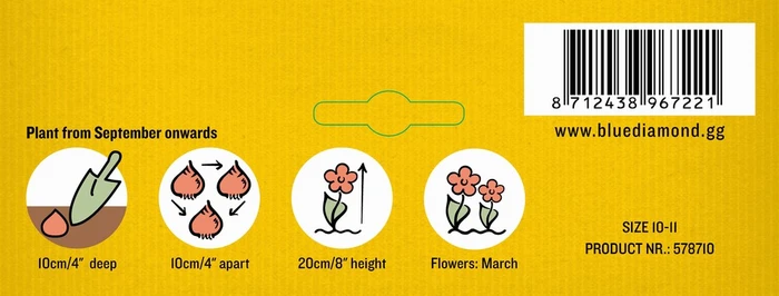 Narcissi Tete a Tete BR - image 3