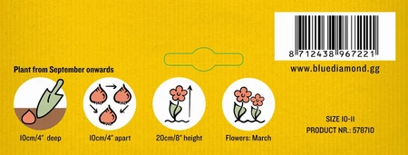 Narcissi Tete a Tete BR - image 3