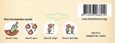 Narcissi Thalia GF - image 3
