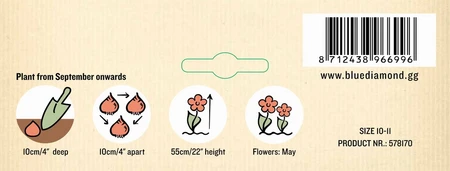 Tulip Ballerina GF - image 3