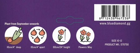 Allium Purple Sensation BR - image 3