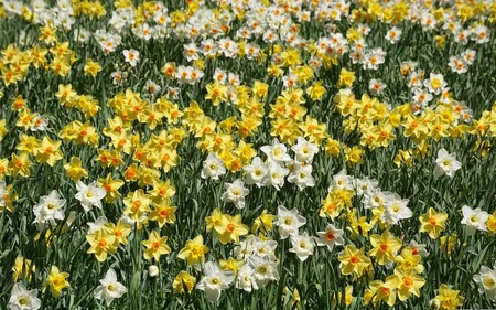 Narcissi Naturalising Mix 5Kg - image 2