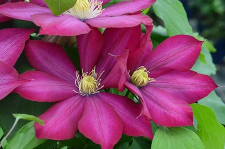 Clematis Bourbon Evipo018 3L
