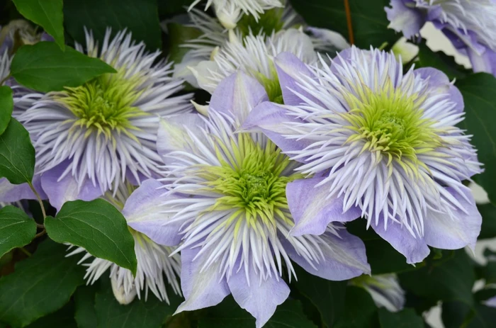 Clematis Crystal Fountain Evipo038 3L