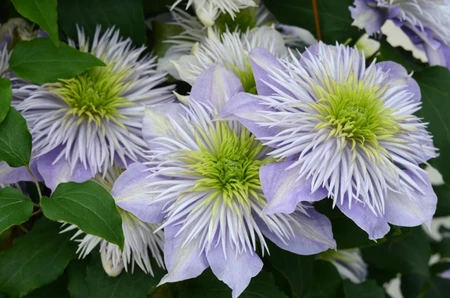 Clematis Crystal Fountain Evipo038 3L