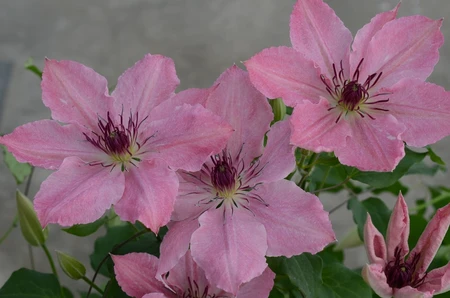 Clematis Sarah Elizabeth Evipo098 3L - image 1
