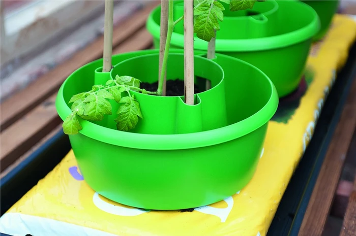 Plant Halos Green 3Pk - image 9